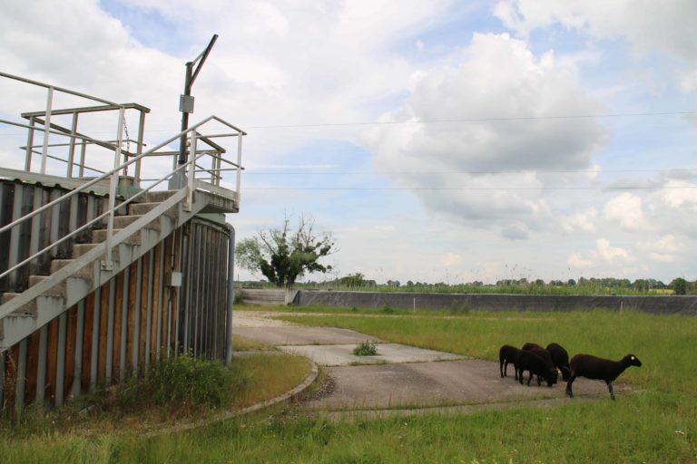 Moutons Lusigny-sur-Barse